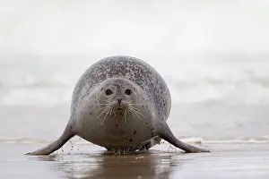 Habour: 80198568 Common / Harbour Seal - resting on beach