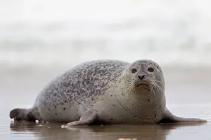 Habour: 80198569 Common / Harbour Seal - resting on beach