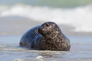 Habour: 80198570 Common / Harbour Seal - resting on beach