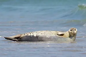 Habour: 80198571 Common / Harbour Seal - resting on beach