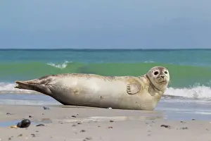 Habour: 80198572 Common / Harbour Seal - resting on beach
