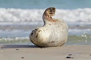 Habour: 80198574 Common / Harbour Seal - resting on beach