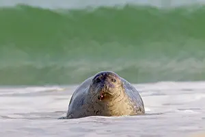 Habour: 80198575 Common / Harbour Seal - resting on beach
