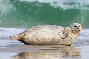 Habour: 80198576 Common / Harbour Seal - resting on beach
