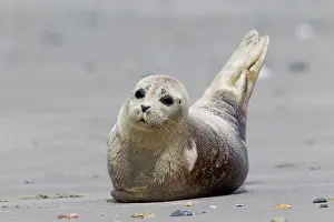 Habour: 80198577 Common / Harbour Seal - resting on beach