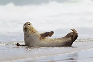 Habour: 80198578 Common / Harbour Seal - resting on beach