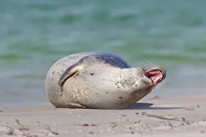 Habour: 80198579 Common / Harbour Seal - resting on beach