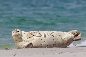 Habour: 80198580 Common / Harbour Seal - resting on beach