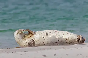 Habour: 80198581 Common / Harbour Seal - resting on beach