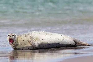 Habour: 80198582 Common / Harbour Seal - resting on beach
