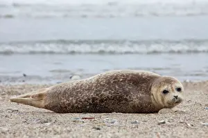 Habour: 80198583 Common / Harbour Seal - resting on beach