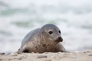 Habour: 80198584 Common / Harbour Seal - resting on beach