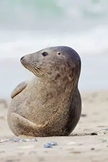 Habour: 80198585 Common / Harbour Seal - resting on beach