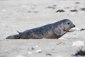 Habour: 80198586 Common / Harbour Seal - resting on beach