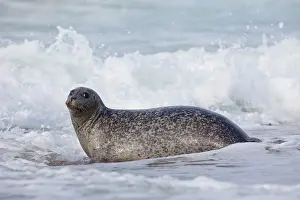 Habour: 80198588 Common / Harbour Seal - resting on beach
