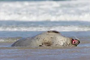 Habour: 80198589 Common / Harbour Seal - resting on beach