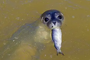 Habour: 80198590 Common / Harbour Seal - young with fish