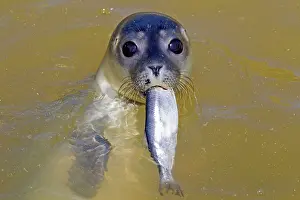 Habour: 80198591 Common / Harbour Seal - young with fish