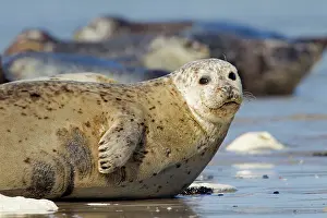 Habour: 80198592 Common / Harbour Seal - portrait Wadden