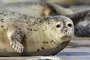 Habour: 80198593 Common / Harbour Seal - portrait Wadden