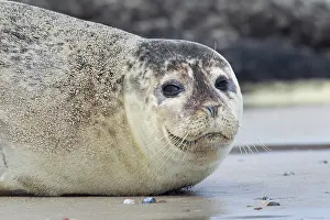 Habour: 80198595 Common / Harbour Seal - portrait Wadden