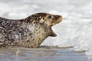 Habour: 80198597 Common / Harbour Seal - portrait Wadden