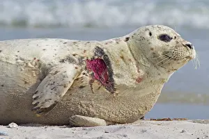 Habour: 80198598 Common / Harbour Seal - portrait of injured