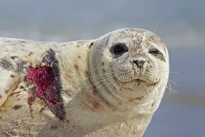 Habour: 80198599 Common / Harbour Seal - portrait of injured