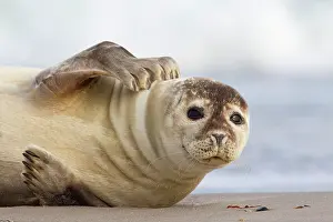 Habour: 80198601 Common / Harbour Seal - portrait Wadden