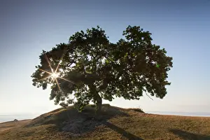 Sylvatica: 80198614 Common Beech - single tree on Baltic Sea