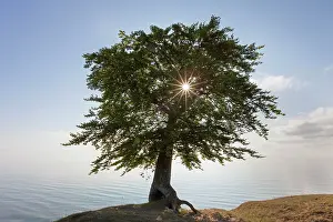 Sylvatica: 80198615 Common Beech - single tree on Baltic Sea