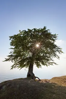 Sylvatica: 80198616 Common Beech - single tree on Baltic Sea