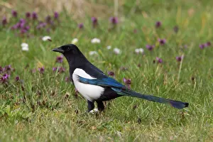 Crow: 80198625 Common Magpie - adult Lower Saxony, Germany