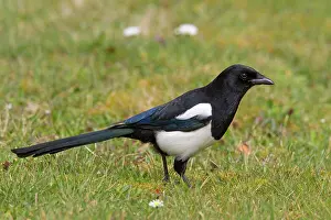 Crow: 80198626 Common Magpie - adult Lower Saxony, Germany