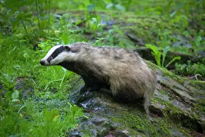 Meles: 80198639 European Badger - adult Germany Meles meles