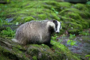 Meles: 80198640 European Badger - adult Germany Meles meles