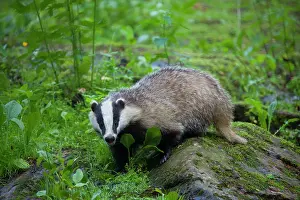 Meles: 80198641 European Badger - adult Germany Meles meles