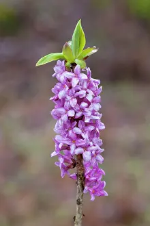 Vaermland: 80198643 February Daphne / Mezereon - flowering