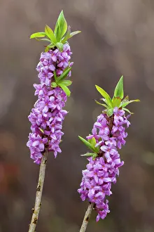 Vaermland: 80198644 February Daphne / Mezereon - flowering