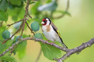 Carduelis: 80198645 Goldfinch - adult perched on twig Germany