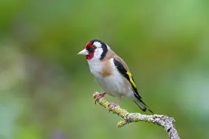 Carduelis: 80198646 Goldfinch - adult perched on twig Germany