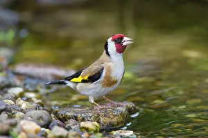 Carduelis: 80198647 Goldfinch - adult drinking Germany Carduelis