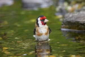 Carduelis: 80198648 Goldfinch - adult bathing Germany Carduelis