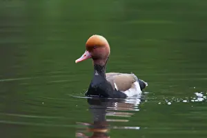 Netta: 80198652 Red-Crested Porchard - drake Germany Netta