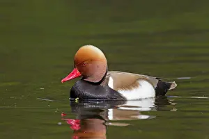 Netta: 80198653 Red-Crested Porchard - drake Germany Netta