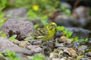 Song: 80198655 Serin - adult male Germany Serinus serinus
