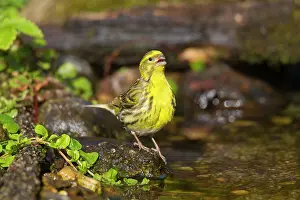 Song: 80198656 Serin - adult male drinking Germany Serinus