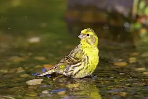 Song: 80198657 Serin - adult male bathing Germany Serinus