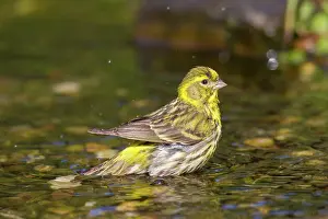 Song: 80198659 Serin - adult male bathing Germany Serinus