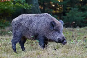 Scrofa: 80198660 Wild Boar - sow in autumn Germany Sus scrofa